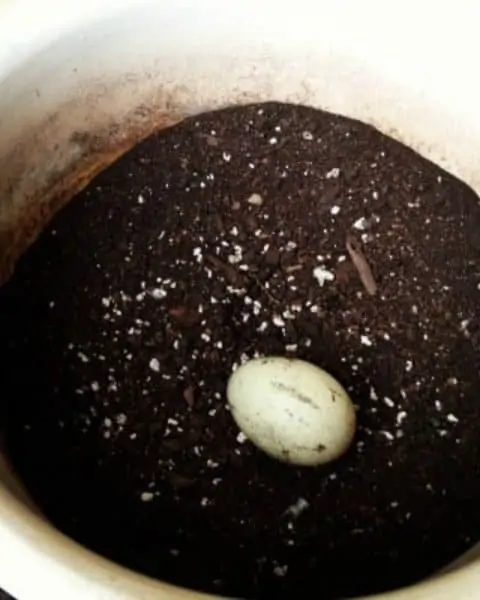 A pot of soil with an egg.