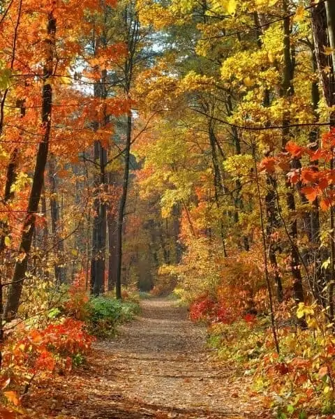 A beautiful forest with leaves changing to fall colors.