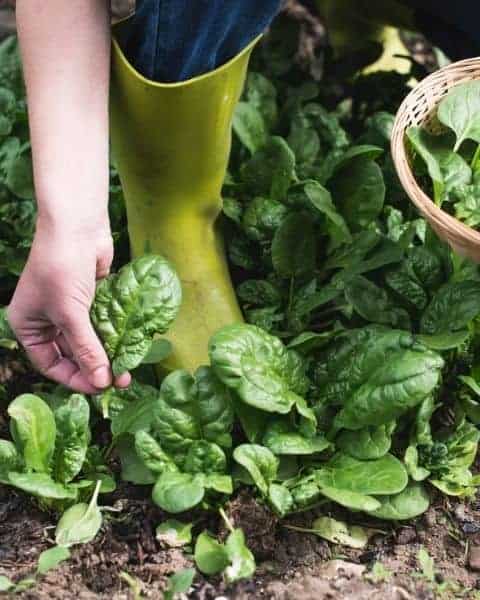 download vegetable gardening