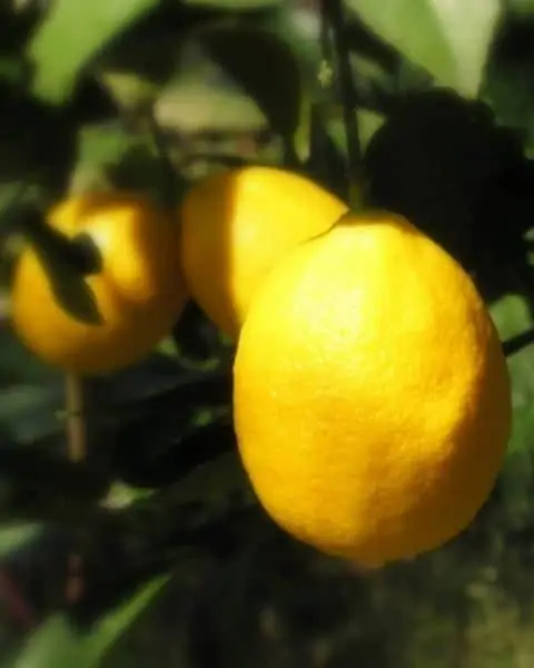 Lemon on a lemon tree.
