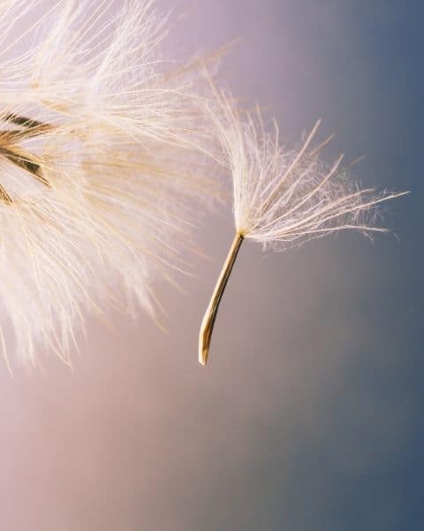 Floral falling apart in the sunlight.
