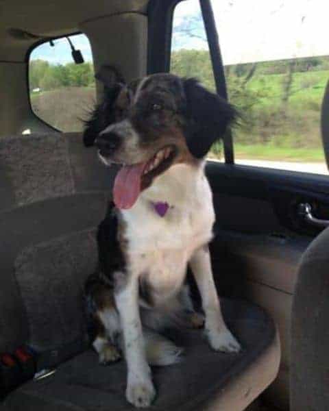 Dog in the backseat of a vehicle.