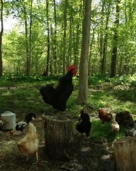 Chickens outside standing on the ground and on logs.