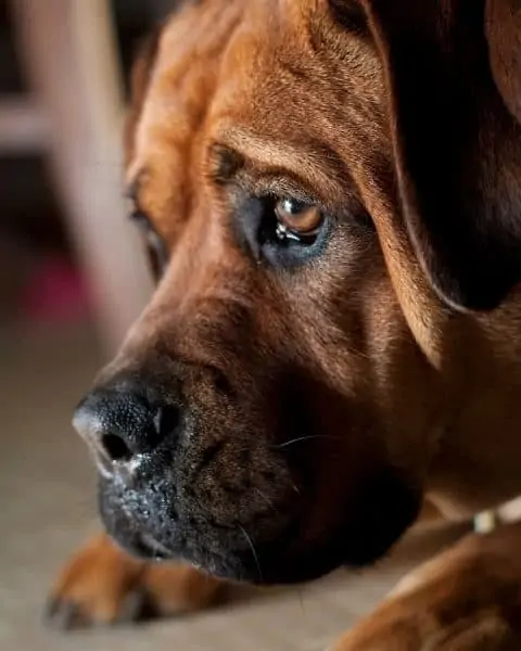 A close up of a brown, sad looking dog.