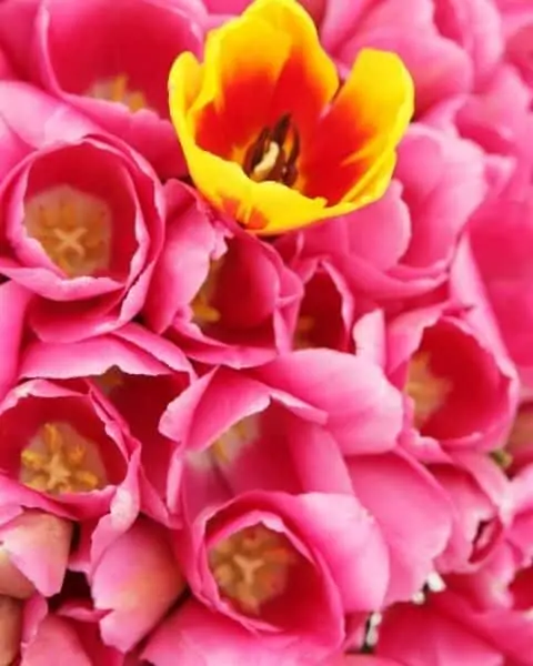 Several different pink tulips with one yellow tulip poking out of the pile.