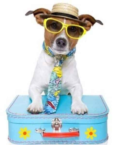 A small dog dressed in a vacation outfit. He has his front paws on a blue suitcase.