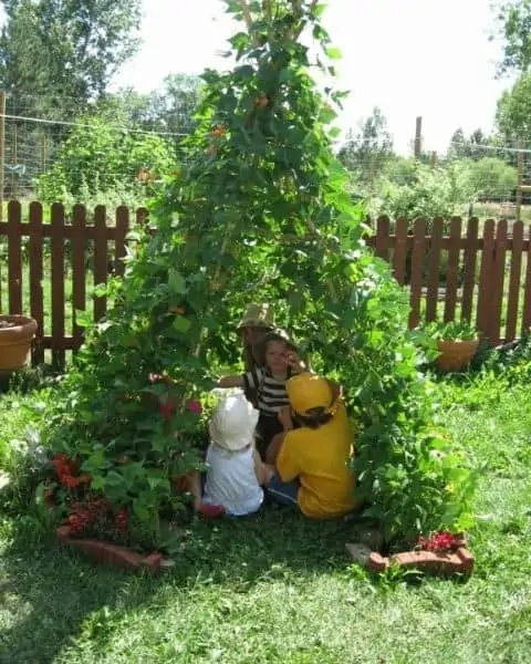 Green garden tee pee in the backyard.