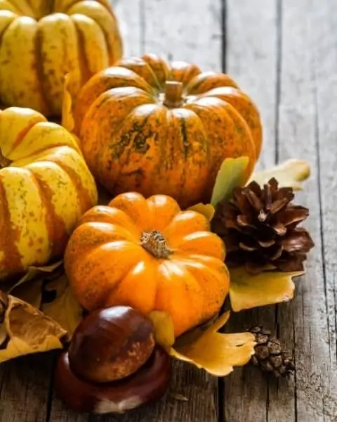 A variety of pumpkins and gourds with pinecones.