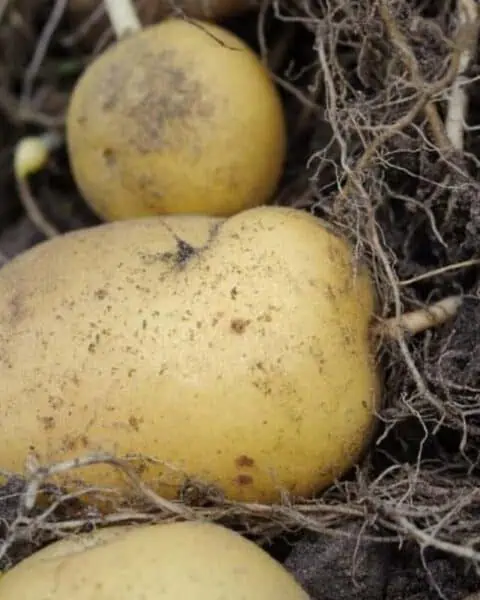 Three potatoes with dirt, still in the ground and garden.