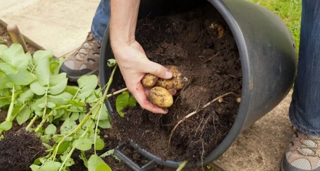 Woman pulling potatoes out of garden pot.