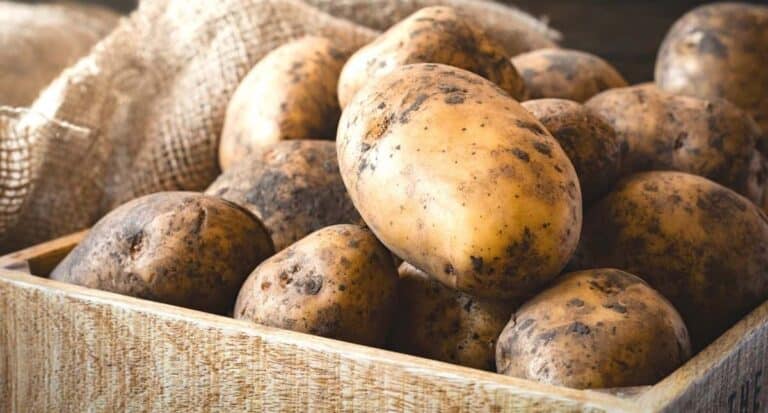 A wooden box of potatoes that are fresh from the garden and covered in dirt.