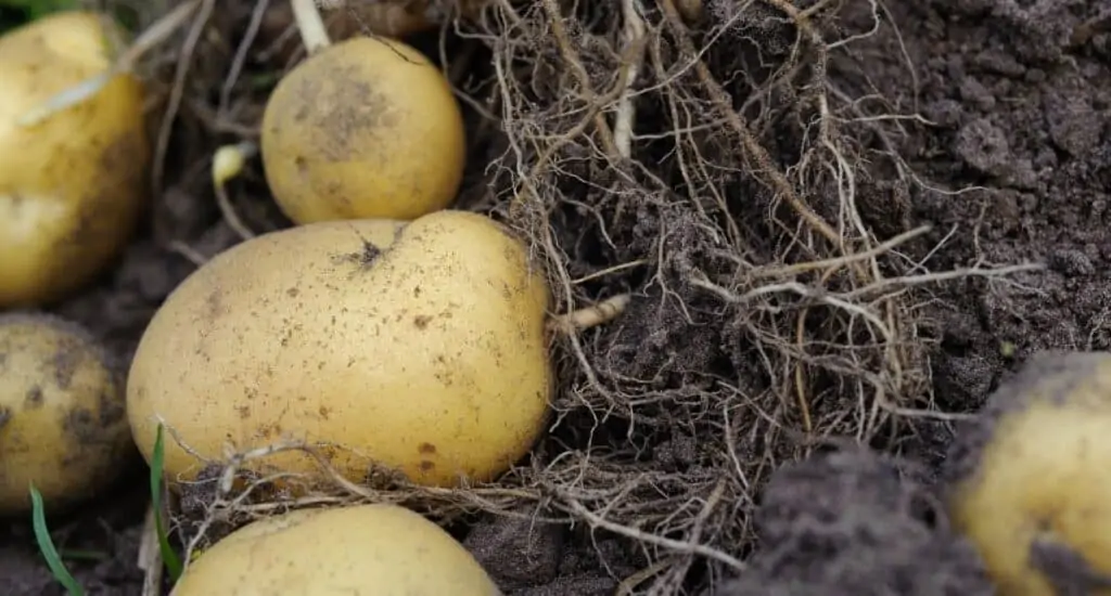 Potatoes growing in the ground.