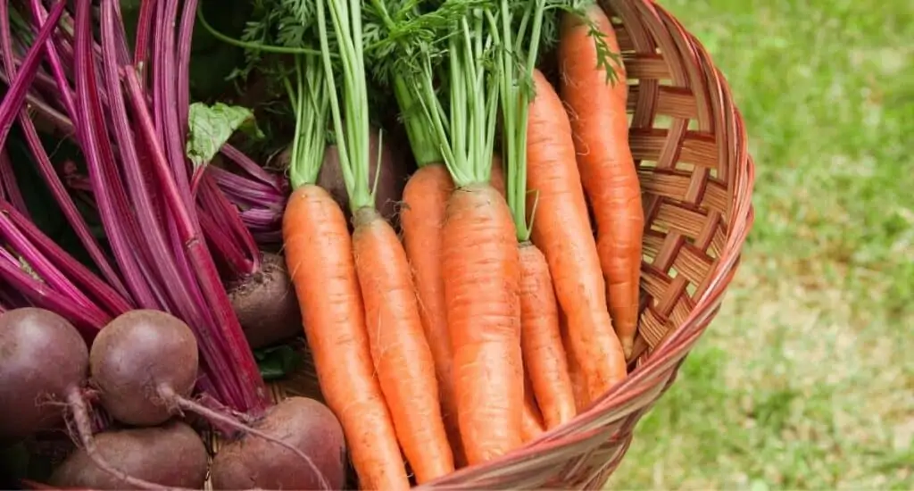Root vegetables, including carrots and beats.