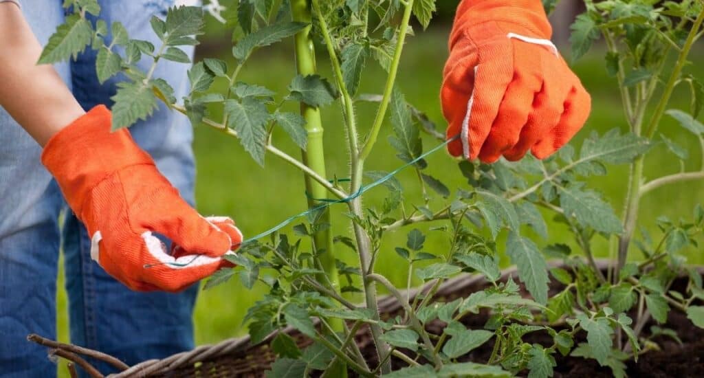 A woman attaching a gardening pole to her plant to provide additional support and growth.