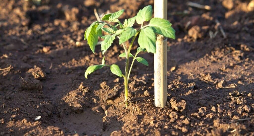 A small plant is next to a strong pole for straight growth upwards.