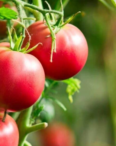 Fresh, plump, and bright tomatoes on the vine.