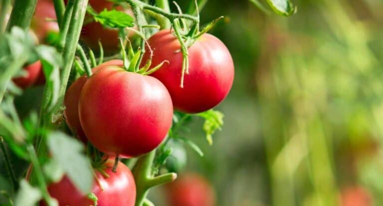 Fresh, plump, and bright tomatoes on the vine.