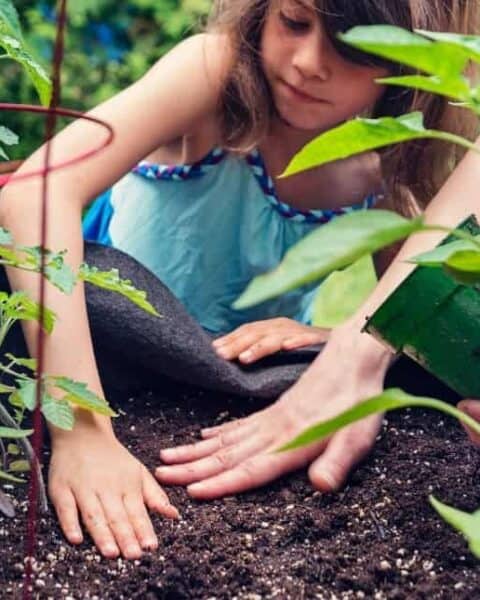 Children working in the garden by laying down soil and pulling weeds.