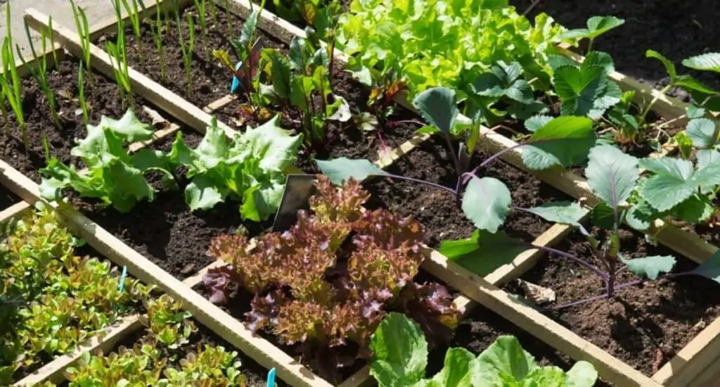 Garden with a variety of produce.