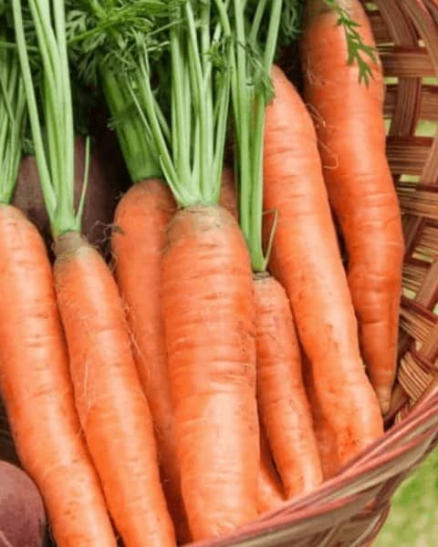 Complete Root Vegetables Guide