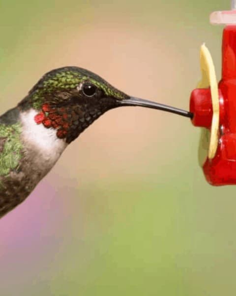 DIY This Easy Hummingbird Nectar Recipe