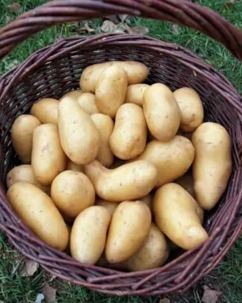 A brown basket full of russet potatoes from the garden.