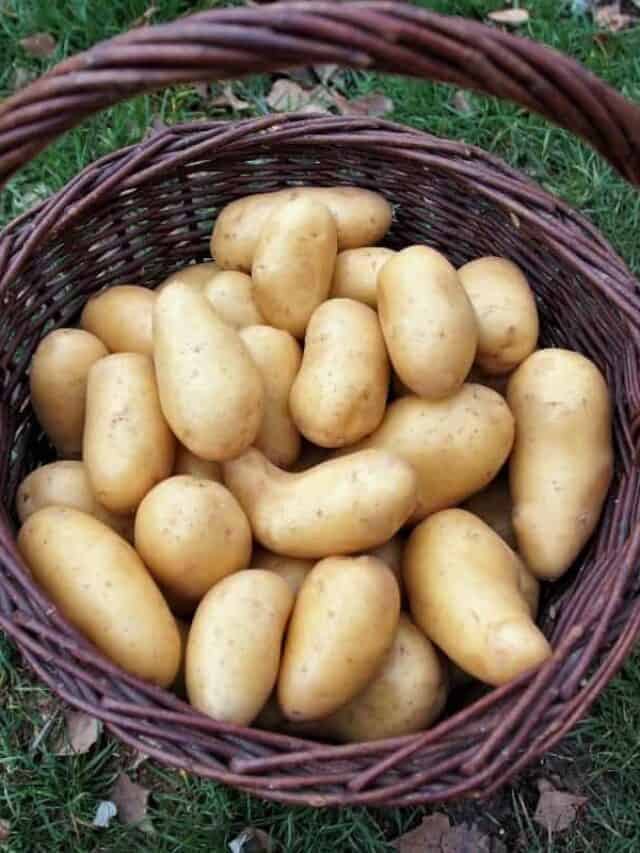 How to Store Potatoes to Last Longer Story