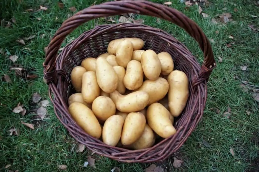 A basket of potatoes and how to store potatoes to last longer.