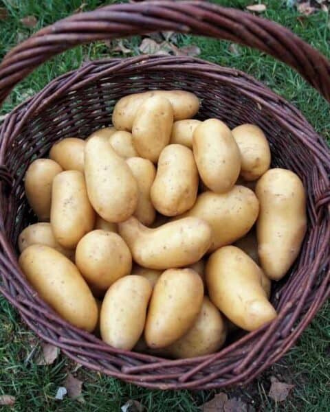 A basket full of russet potatoes.