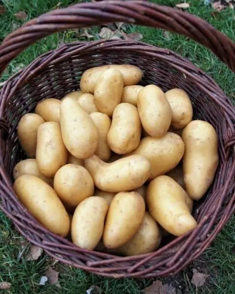 A basket full of russet potatoes.