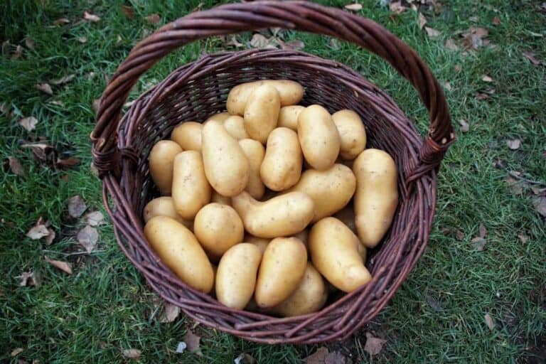 A basket full of russet potatoes.