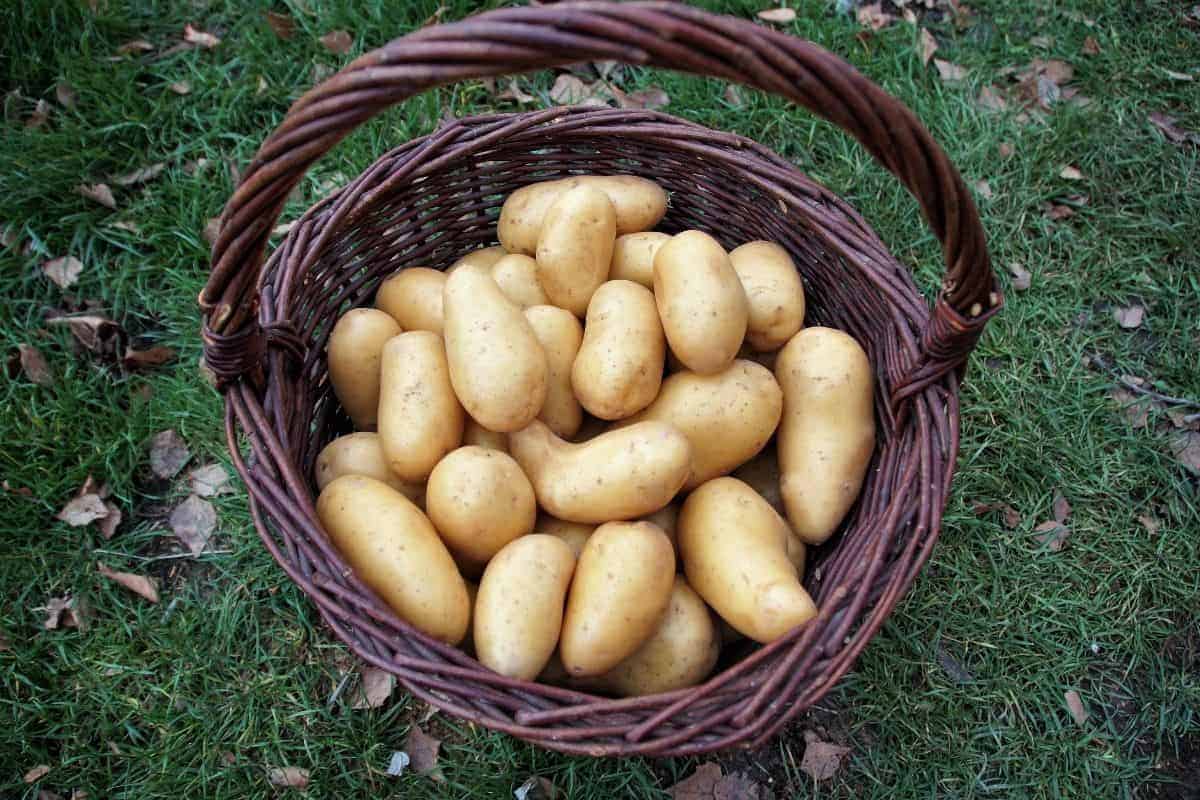 Potato Storage 