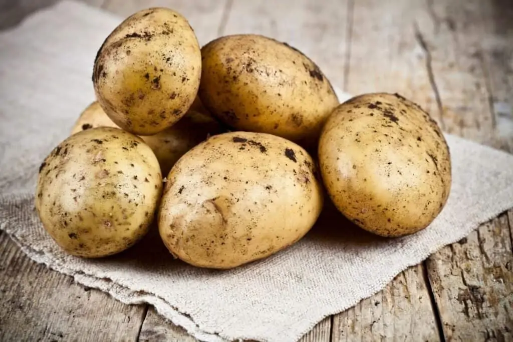 A pile of dirt covered russet potatoes.