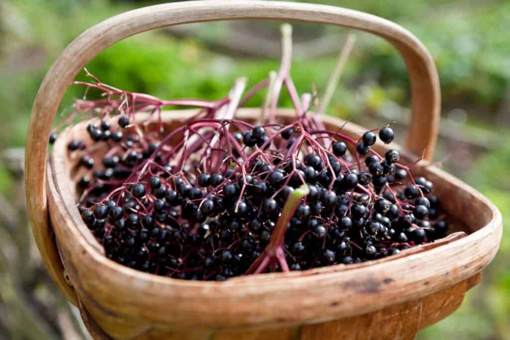A basket full of black elderberries.