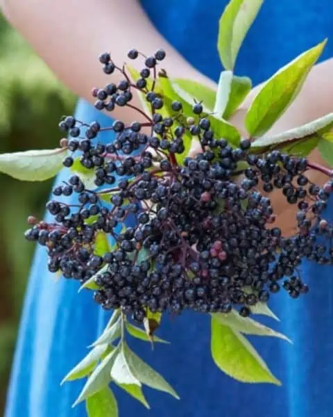 A handful of elderberries being held by a woman in a blue dress.