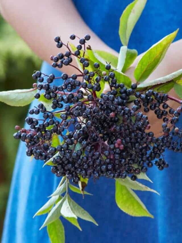 A handful of elderberries being held by a woman in a blue dress.