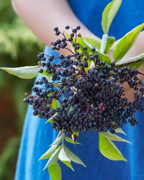 A woman holding a bundle of elderberries from her garden plant.