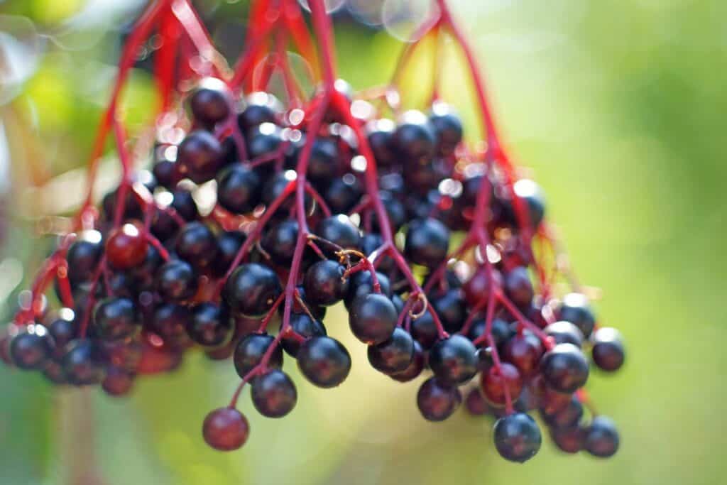 Bush and bundles of elderberries.