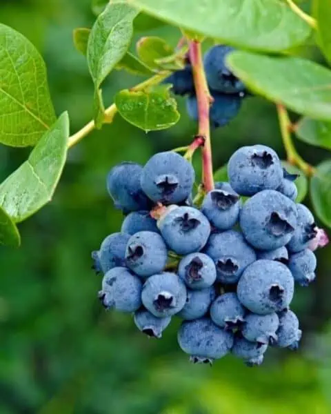 A bundle of blueberries on the plant.