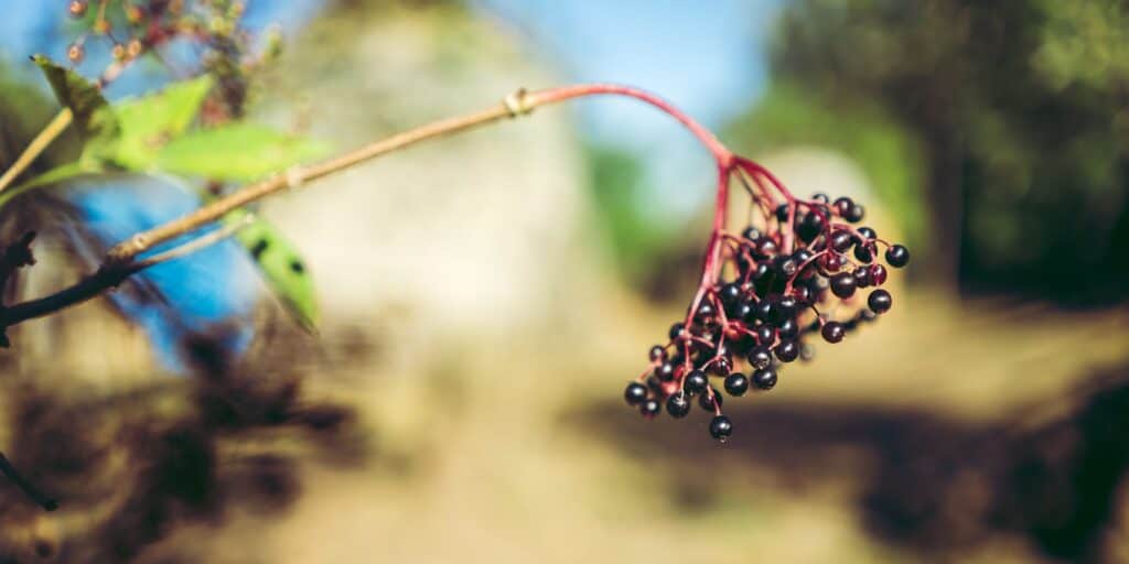 The white flowers change into their berry form.