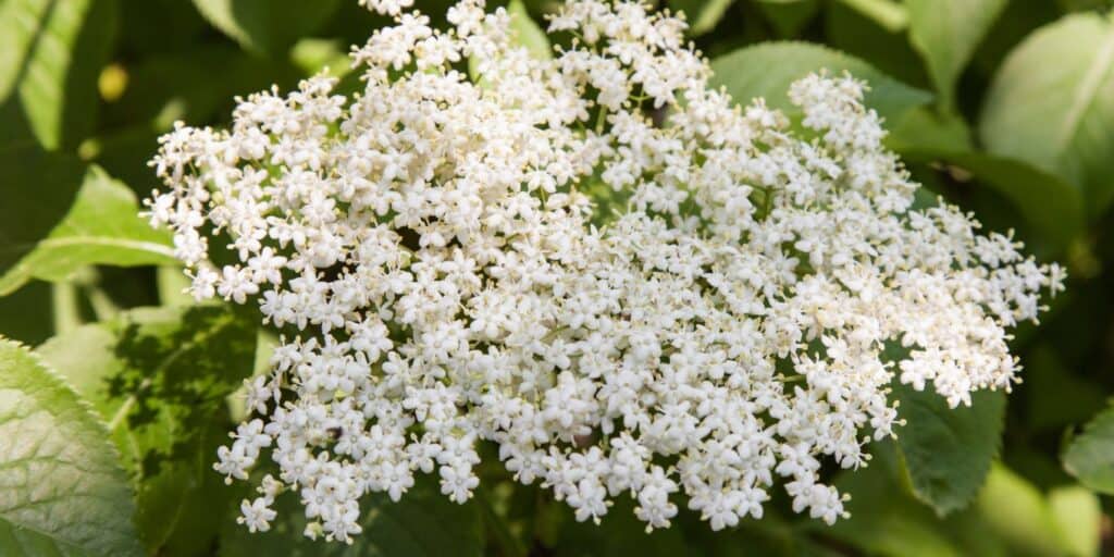 A bundle of white elderberry flowers before the berries form on the plant.