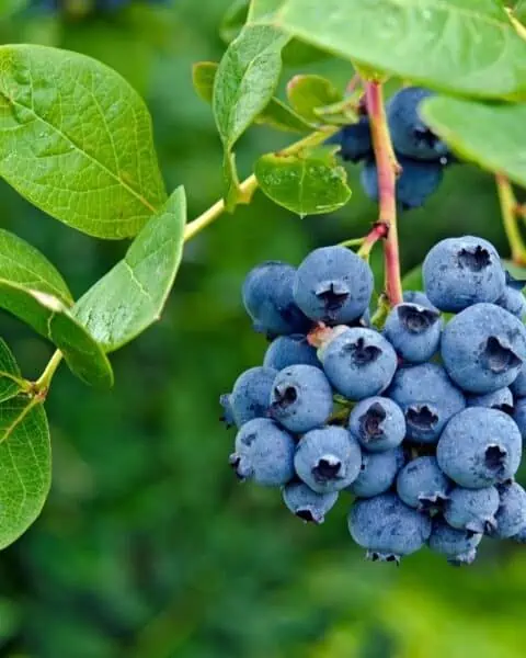 A bundle of blueberries on a bush.