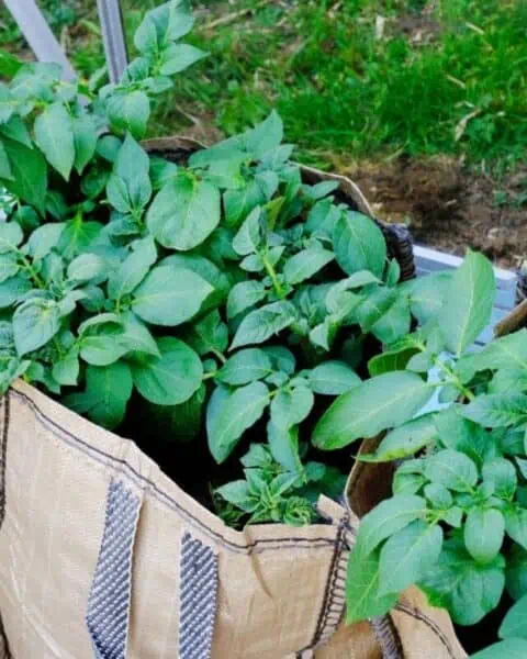 A bundle of potato plants in the garden.