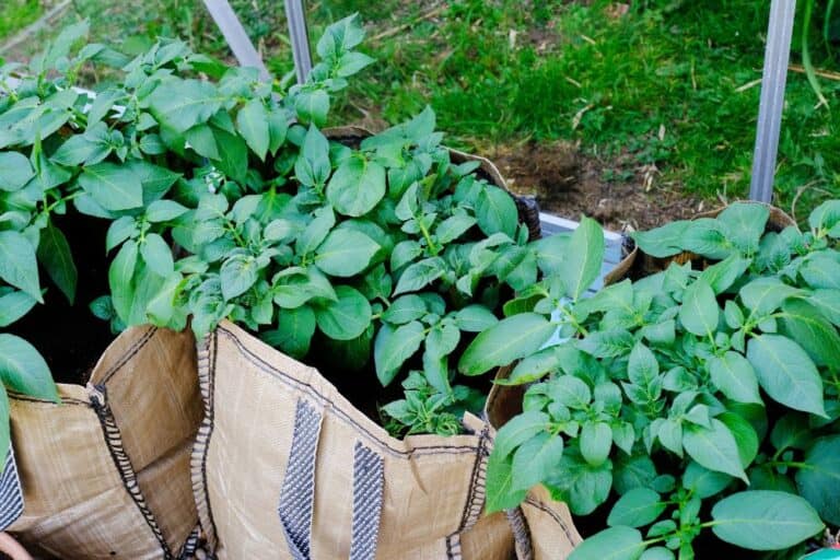 A bushel of potatoes growing in the garden.
