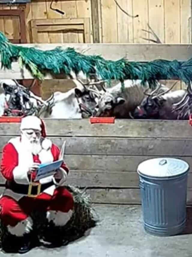 A camera picture of Santa reading a book to a stall of reindeer.