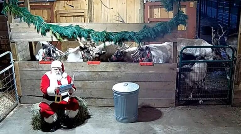 Santa Claus reading a book in front of a pen of reindeer.
