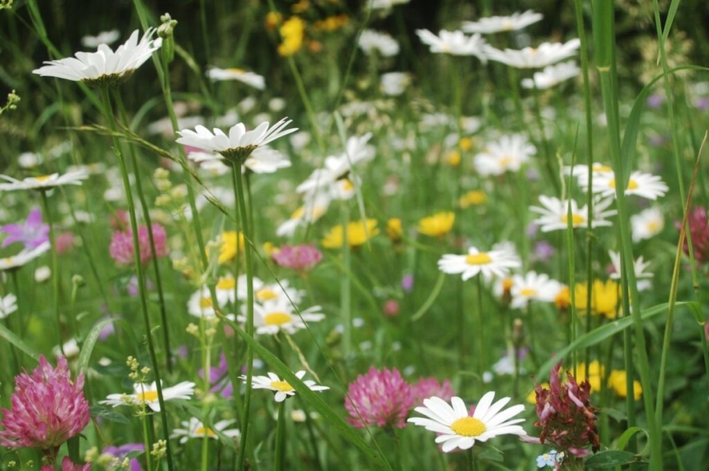 Wildflowers including daisies, clover, and yellow blooms grow densely in a green grassy meadow, just like the ones you can plant with free wildflower seeds.