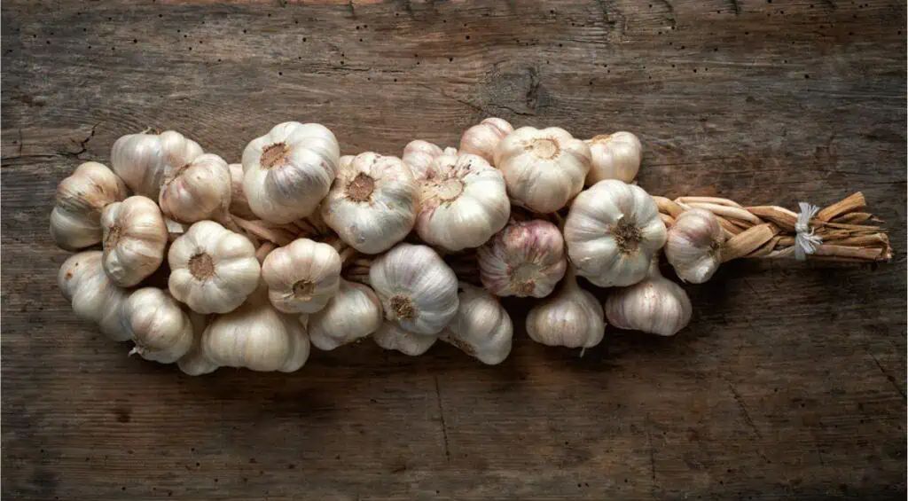Long-term storage of a bunch of garlic on a wooden table.