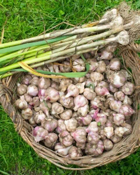 Long-term storage of garlic in a grass basket.