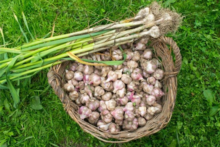 Long-term storage of garlic in a grass basket.